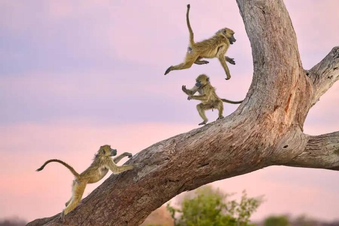 بازی میمون ها