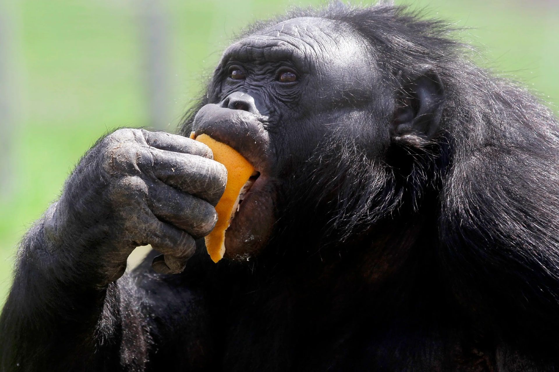 کنزی، بوزینه‌ی چاقی که سه برابر بیشتر از شامپانزه‌های کوتوله وزن دارد