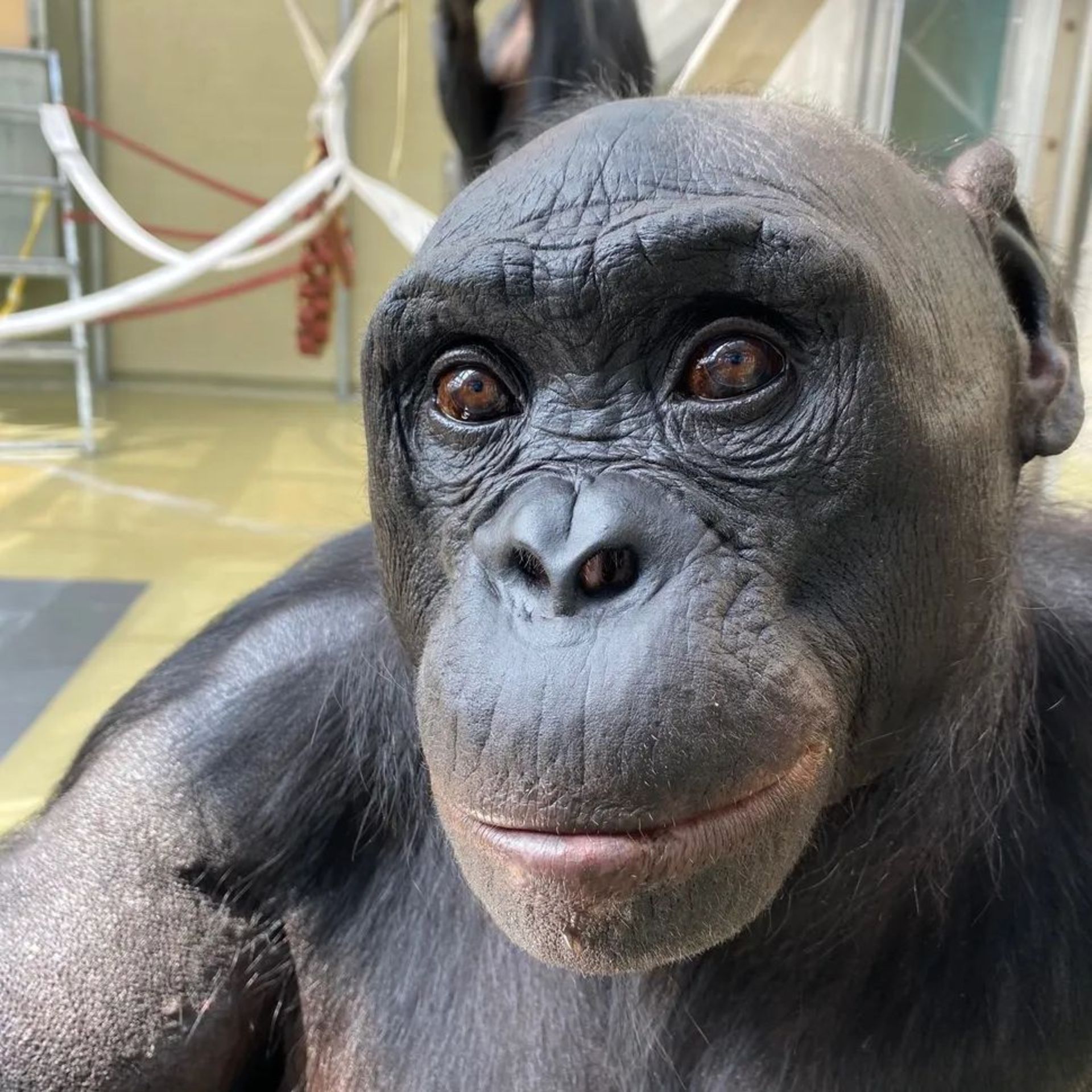 کانزی بونوبو نر ۴۴ ساله