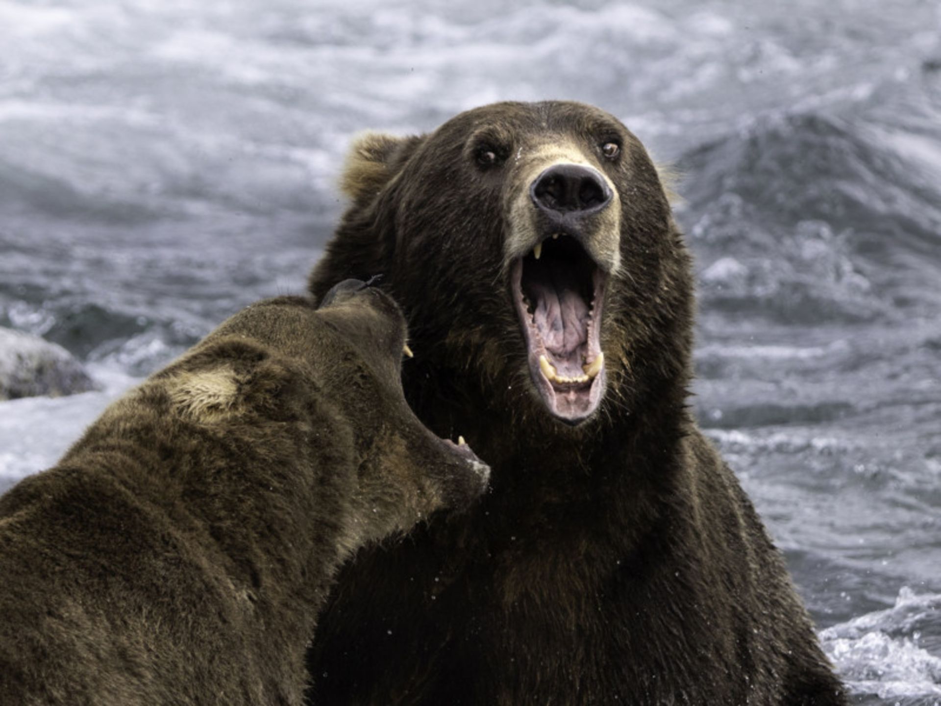 عکاسی حیات وحش