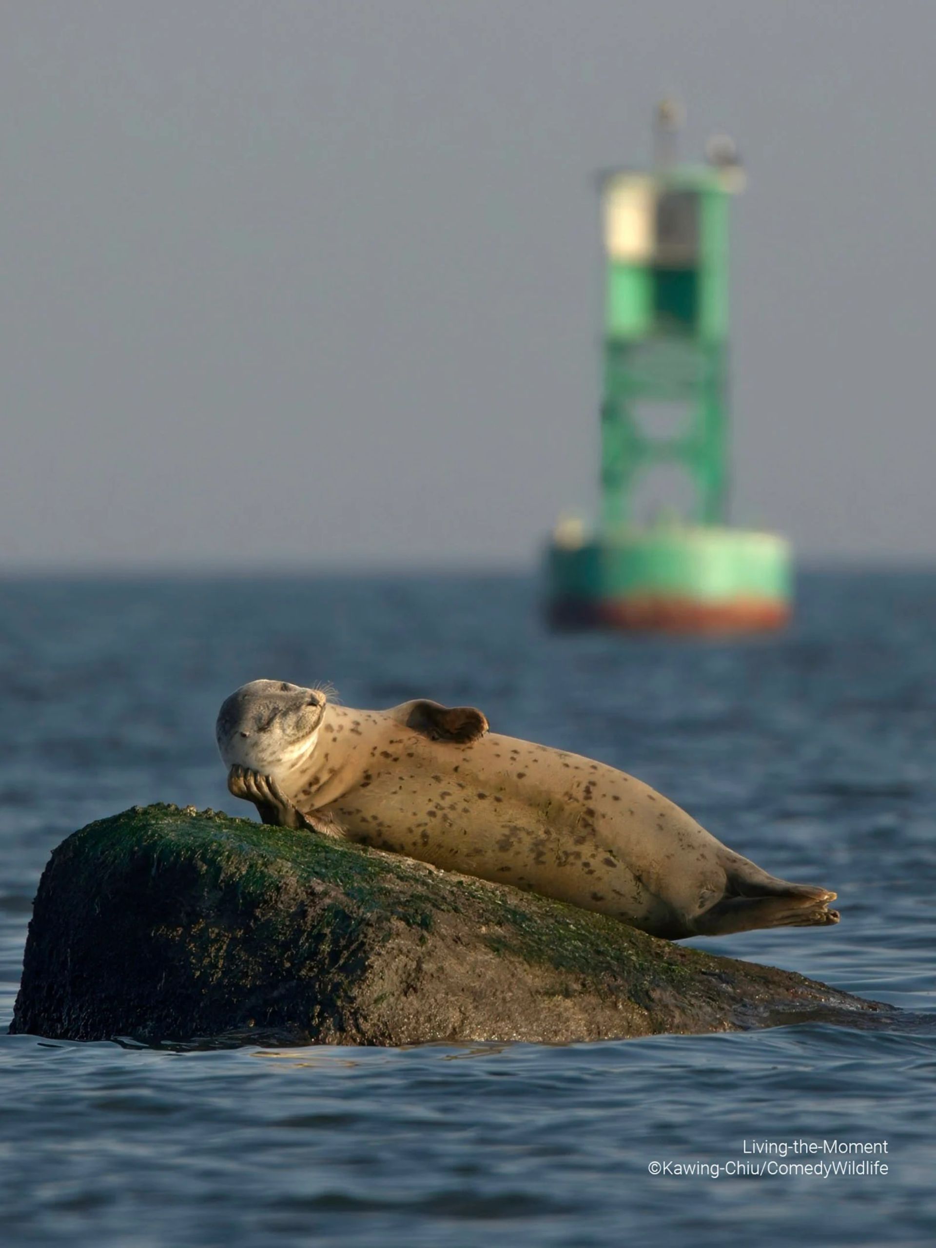 مسابقه عکاسی کمدی حیات وحش ۲۰۲۳