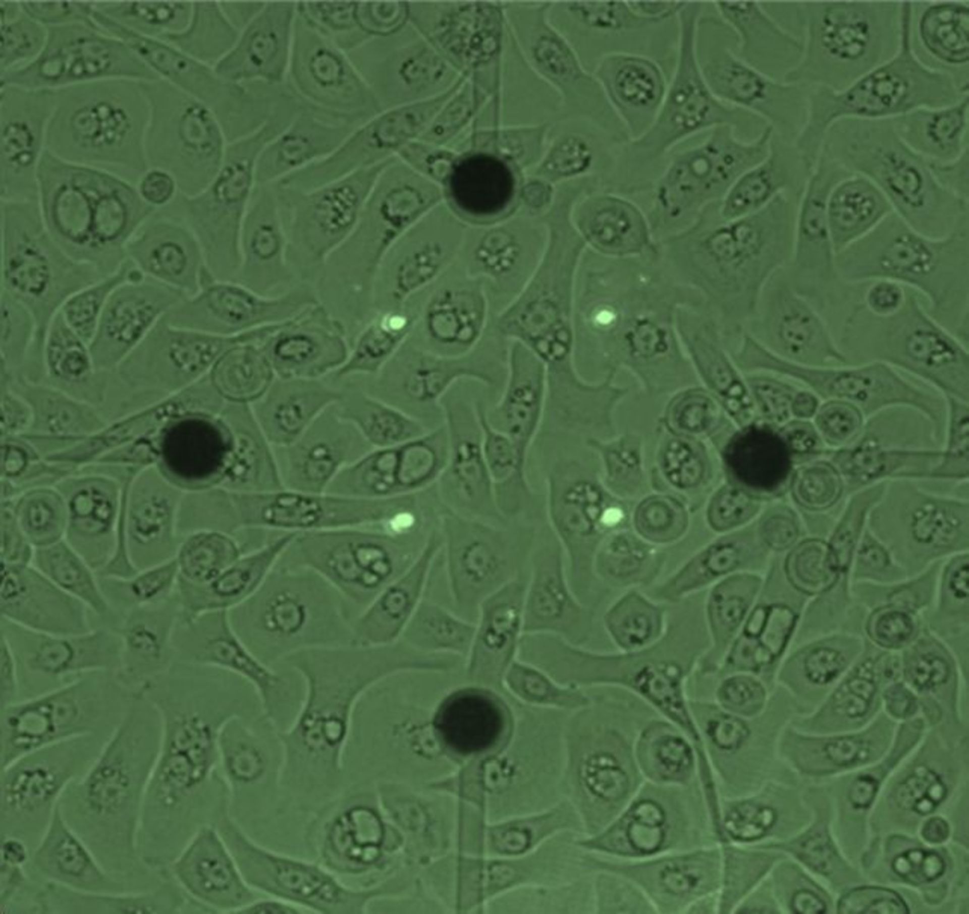 سیگنال‌های لیزری داخل پوست