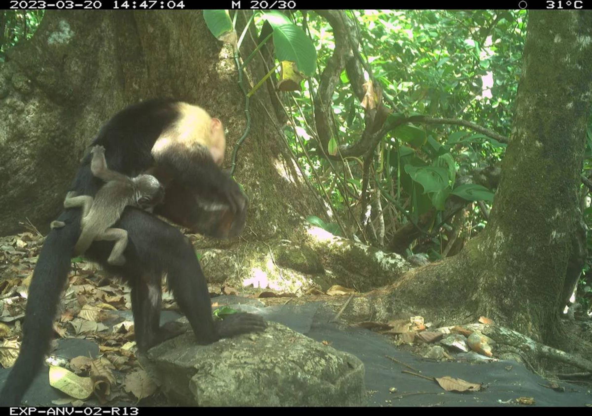 بچه‌میمون‌ جیغ‌‌کش ربوده شده بر پشت میمون کپوچین