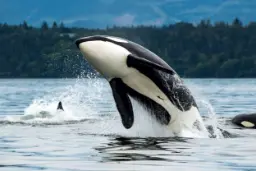 چهار واقعیت حیرت‌آور که هوش فراوان نهنگ‌های قاتل را نشان می‌دهد