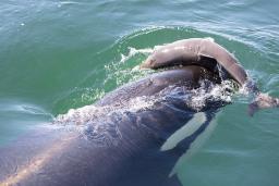 نهنگ‌های قاتل گرازماهی‌ها را می‌کشند؛ اما چرا آن‌ها را نمی‌خورند؟