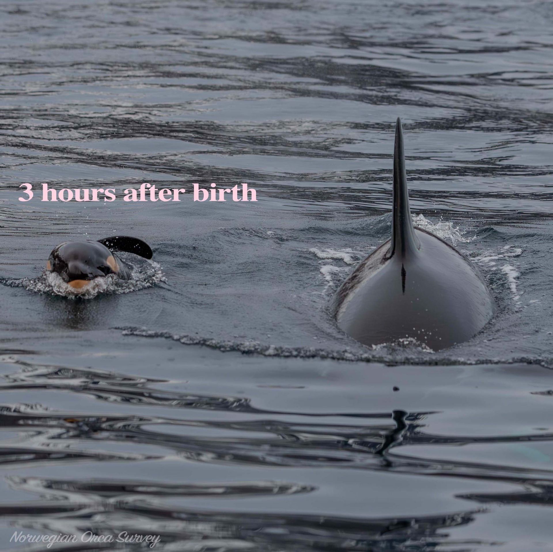 اورکای تازه متولدشده درحال شنا درکنار اورکای بالغ