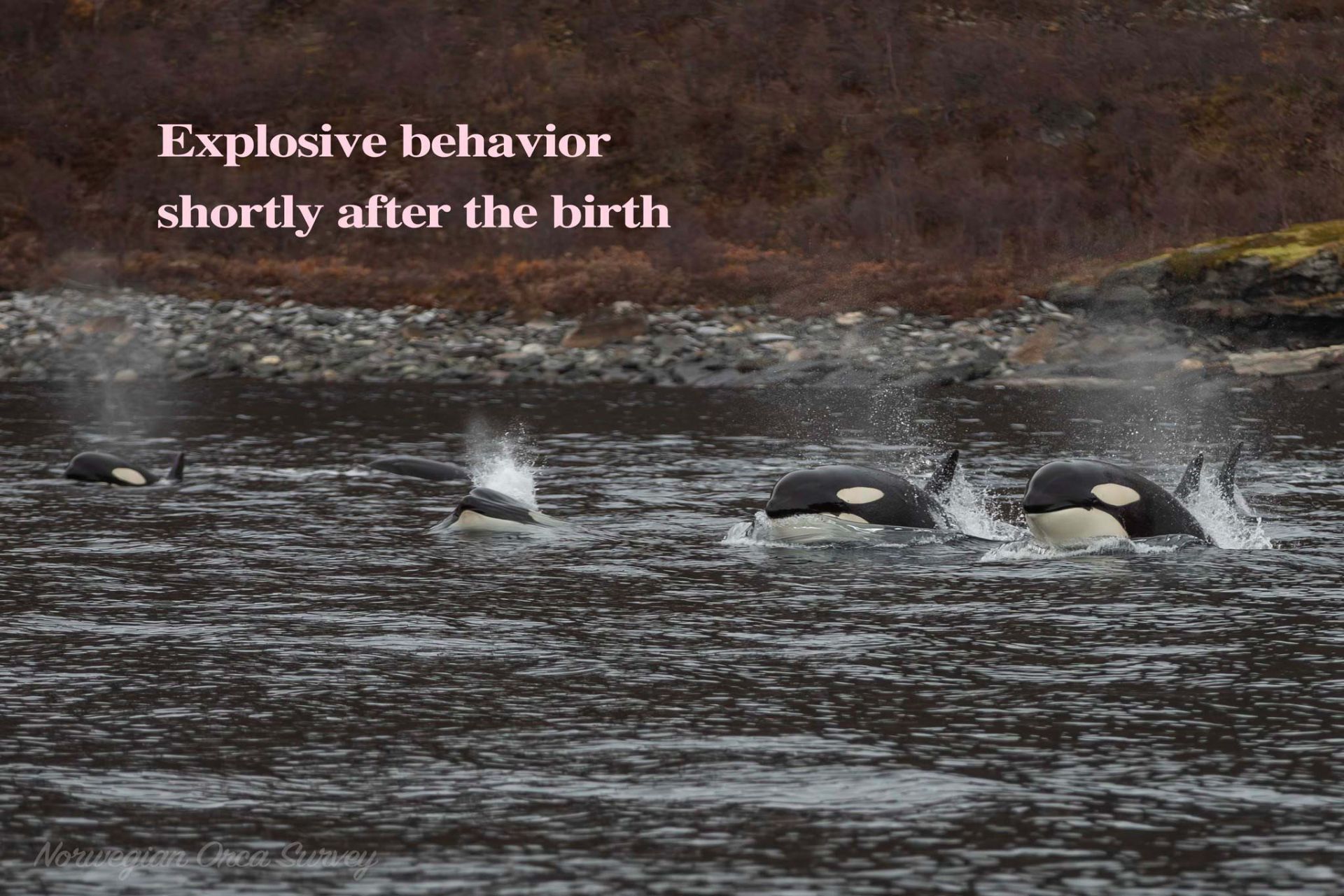 حلقه‌زدن اورکاهای بالغ حین به‌دنیاآمدن اورکا