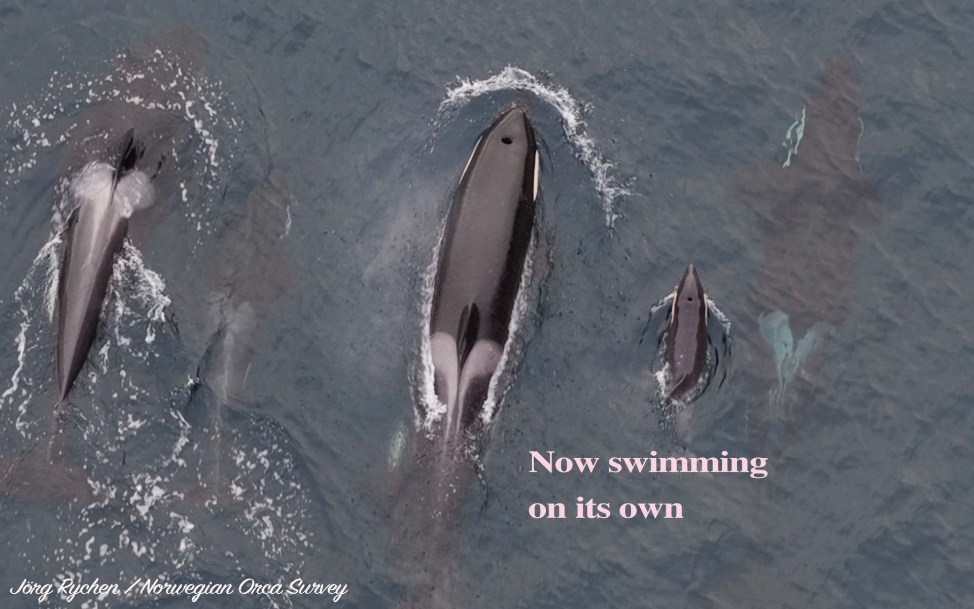 نمای هوایی از سه اورکا ازجمله اورکای نوزاد درحال شنا