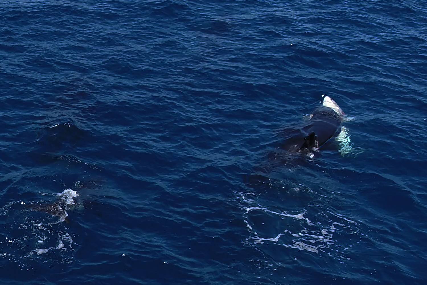 نهنگ‌های قاتل روشی بی‌رحمانه برای بیرون‌کشیدن جگر کوسه‌های سفید نابالغ آموخته‌اند