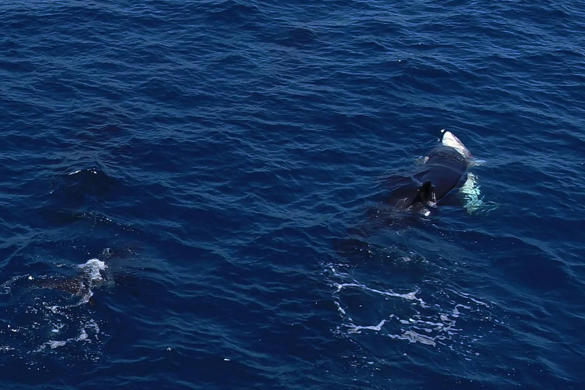 نهنگ‌های قاتل روشی بی‌رحمانه برای بیرون‌کشیدن جگر کوسه‌های سفید نابالغ آموخته‌اند