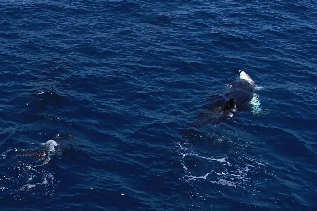 نهنگ‌های قاتل روشی بی‌رحمانه برای بیرون‌کشیدن جگر کوسه‌های سفید نابالغ آموخته‌اند