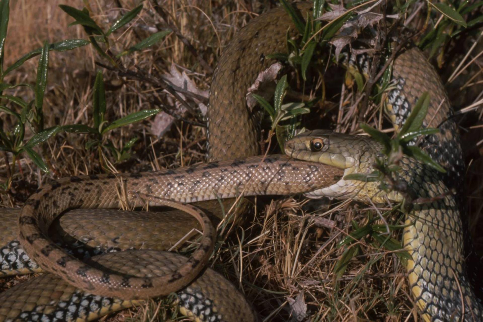چرا مارها در طول تکامل بارها هم‌نوع‌خوار شده‌اند؟ دانشمندان پاسخ می‌دهند