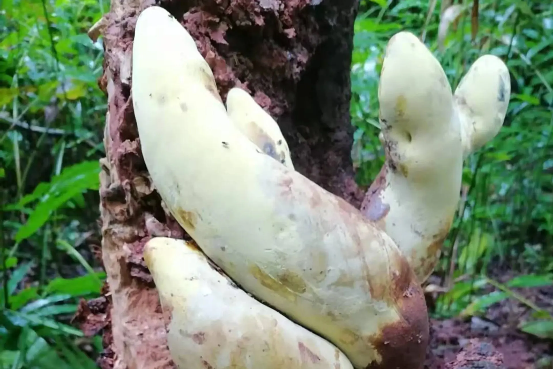قارچ پادشاه (Gastrodia princeps) روی تنه یک درخت در جنگل