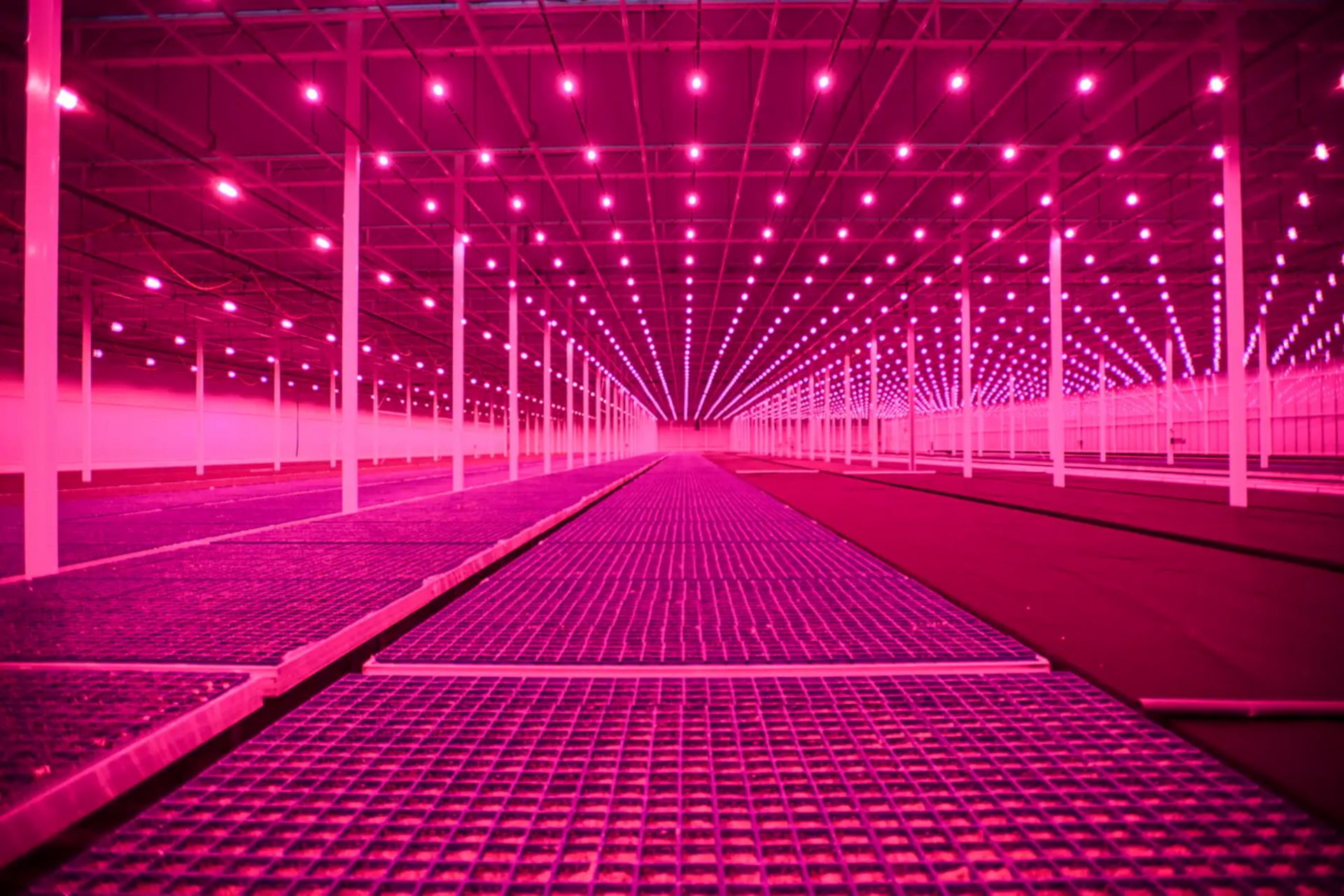 استفاده از نور LED در گلخانه‌های هلند