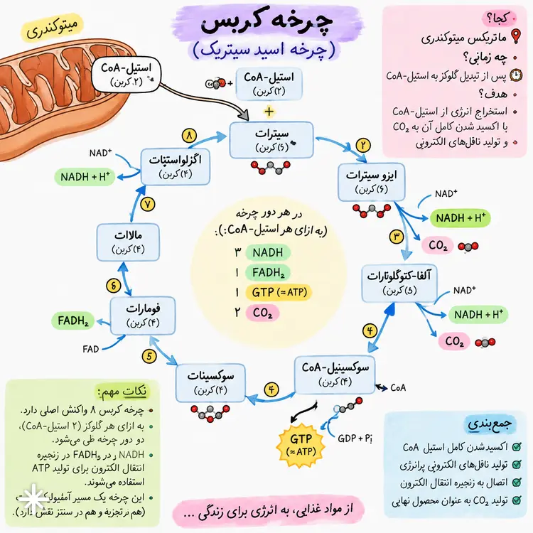 نمودار علمی چرخه کربس (Krebs Cycle) شامل مراحل اکسیداسیون استیل کوآنزیم A در میتوکندری