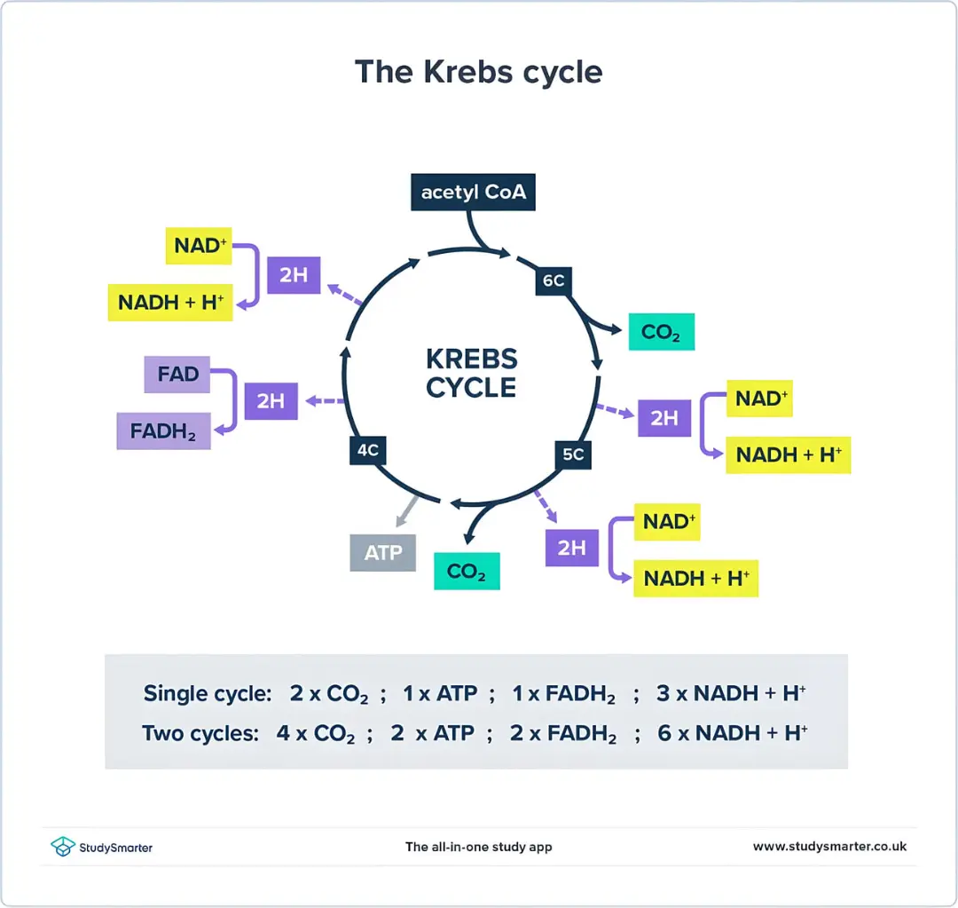 نمودار علمی چرخه کربس (Krebs cycle) و مراحل تولید ATP و CO2