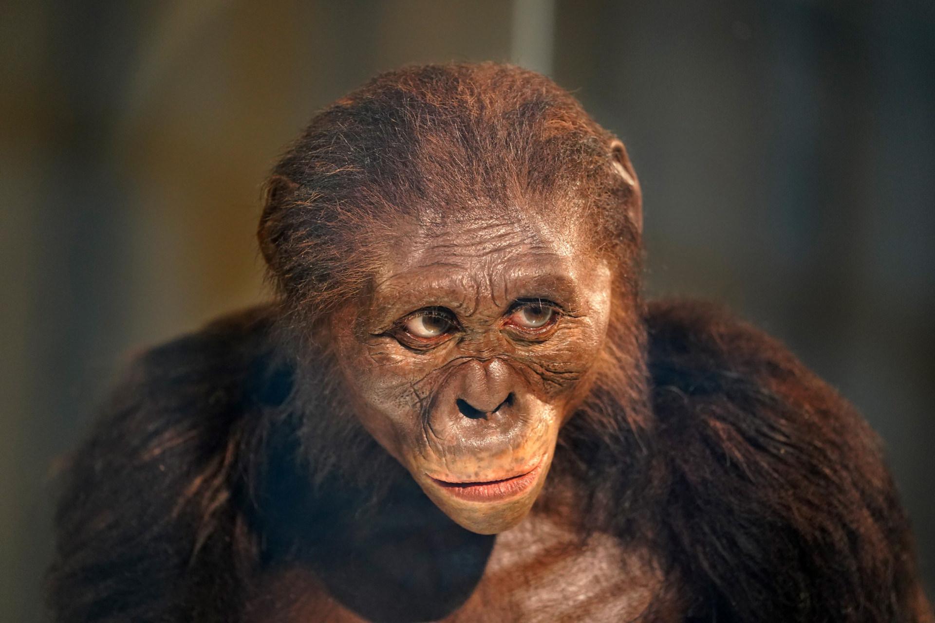 انسان‌ها قهرمان دو استقامت هستند؛ اما لوسی نمی‌توانست به پای ما برسد