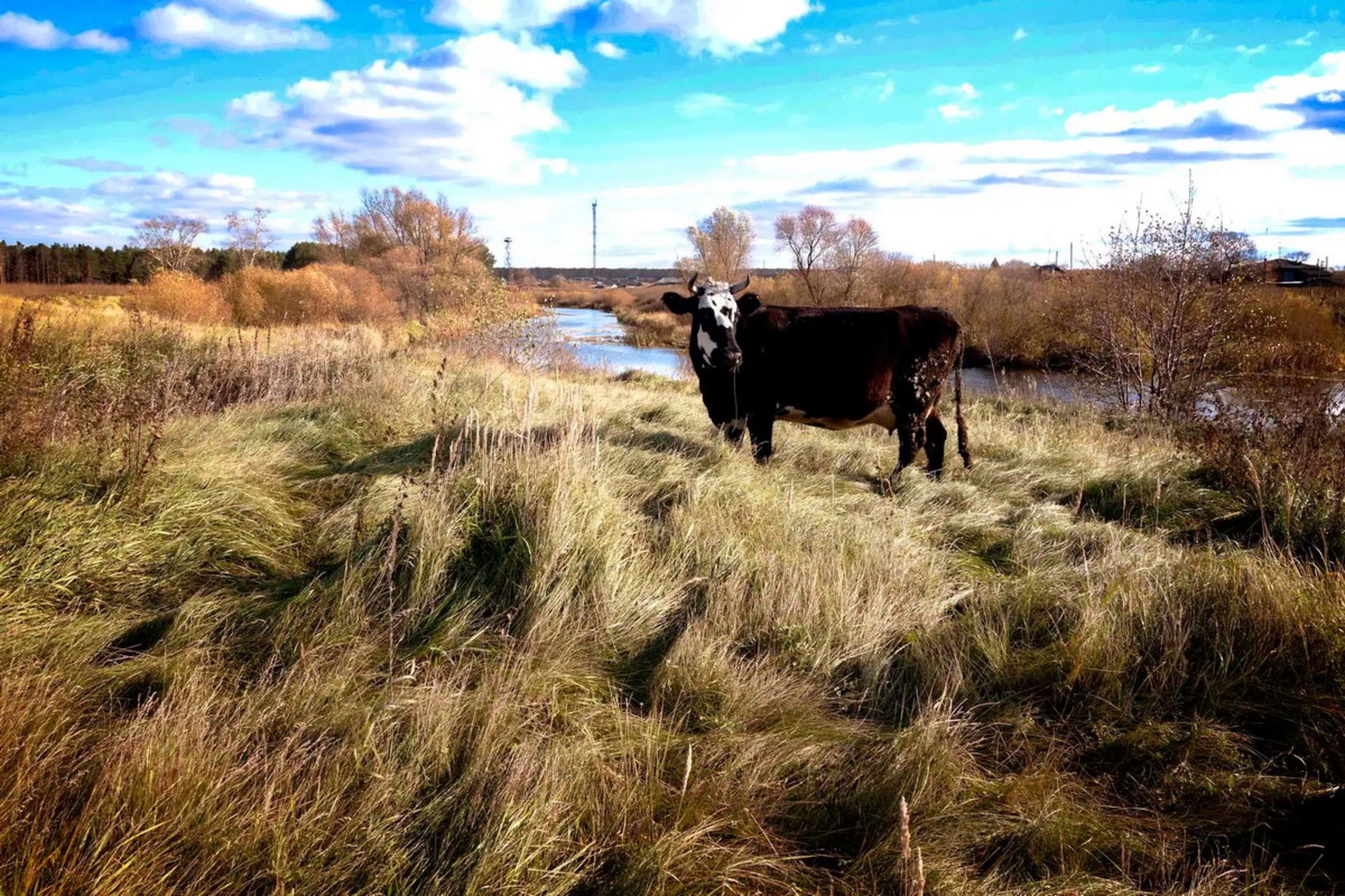 یک راس گاو در منطقه آلوده اتمی کیشتیم