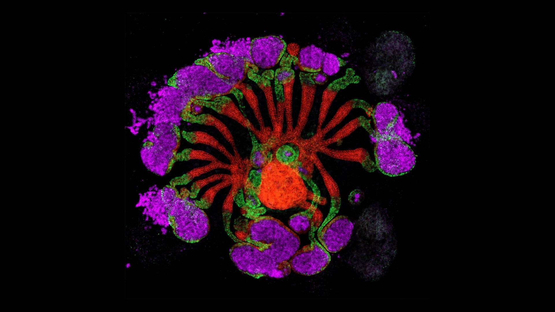 کلیه پرورش یافته در آزمایشگاه