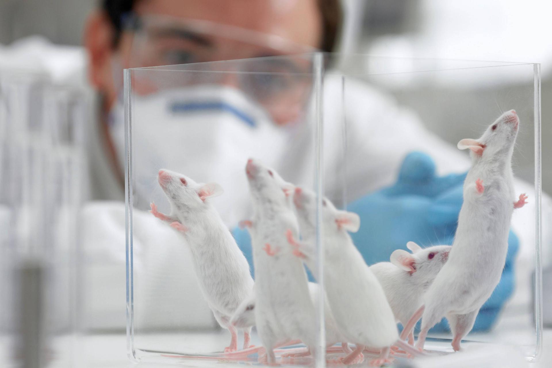 موش های آزمایشگاهی