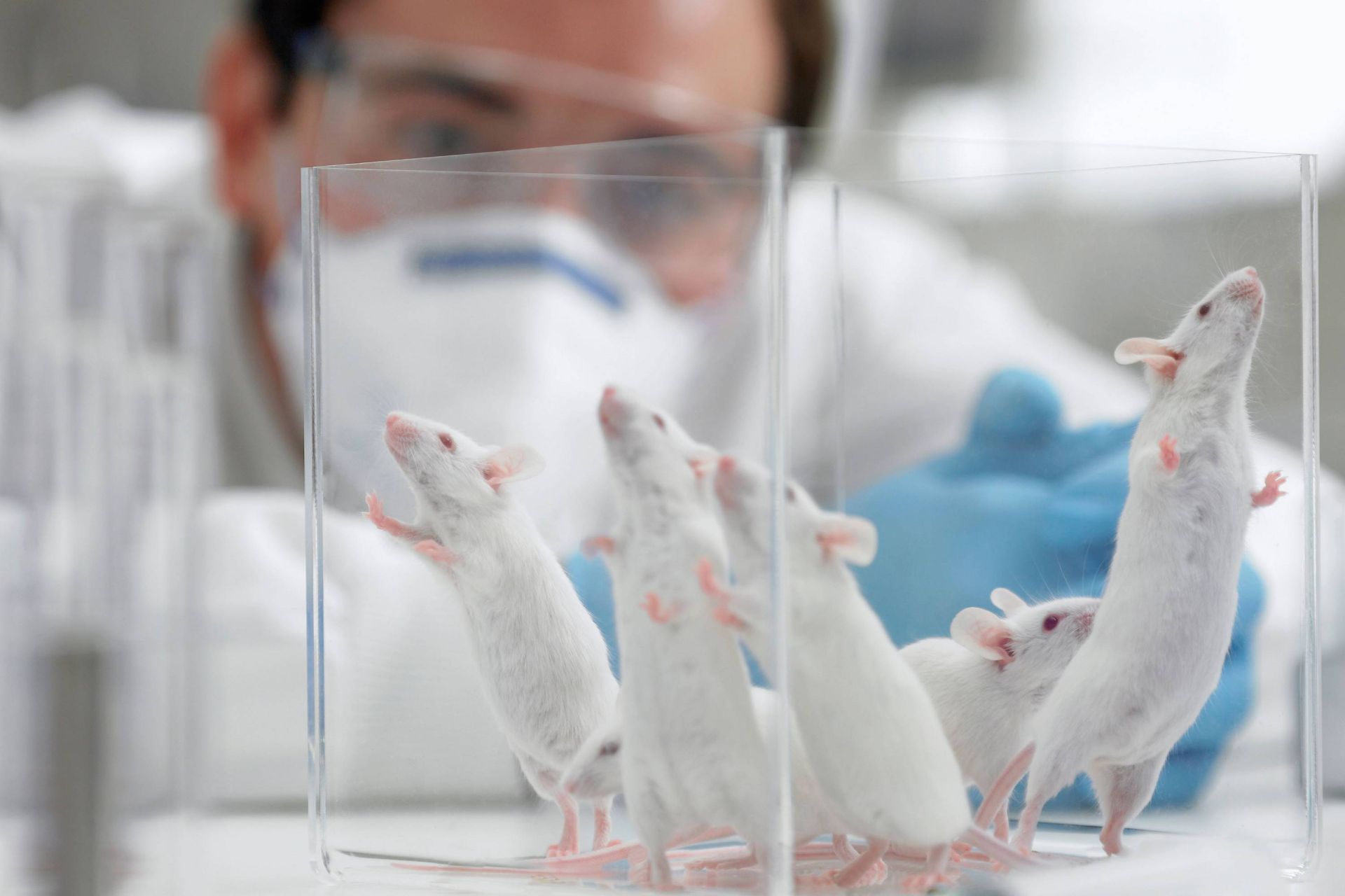 موش های آزمایشگاهی