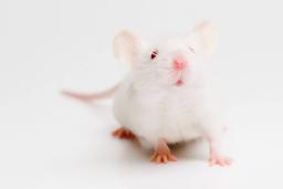 موش‌های پیر با دریافت خون موش‌های جوان بیشتر عمر می‌کنند