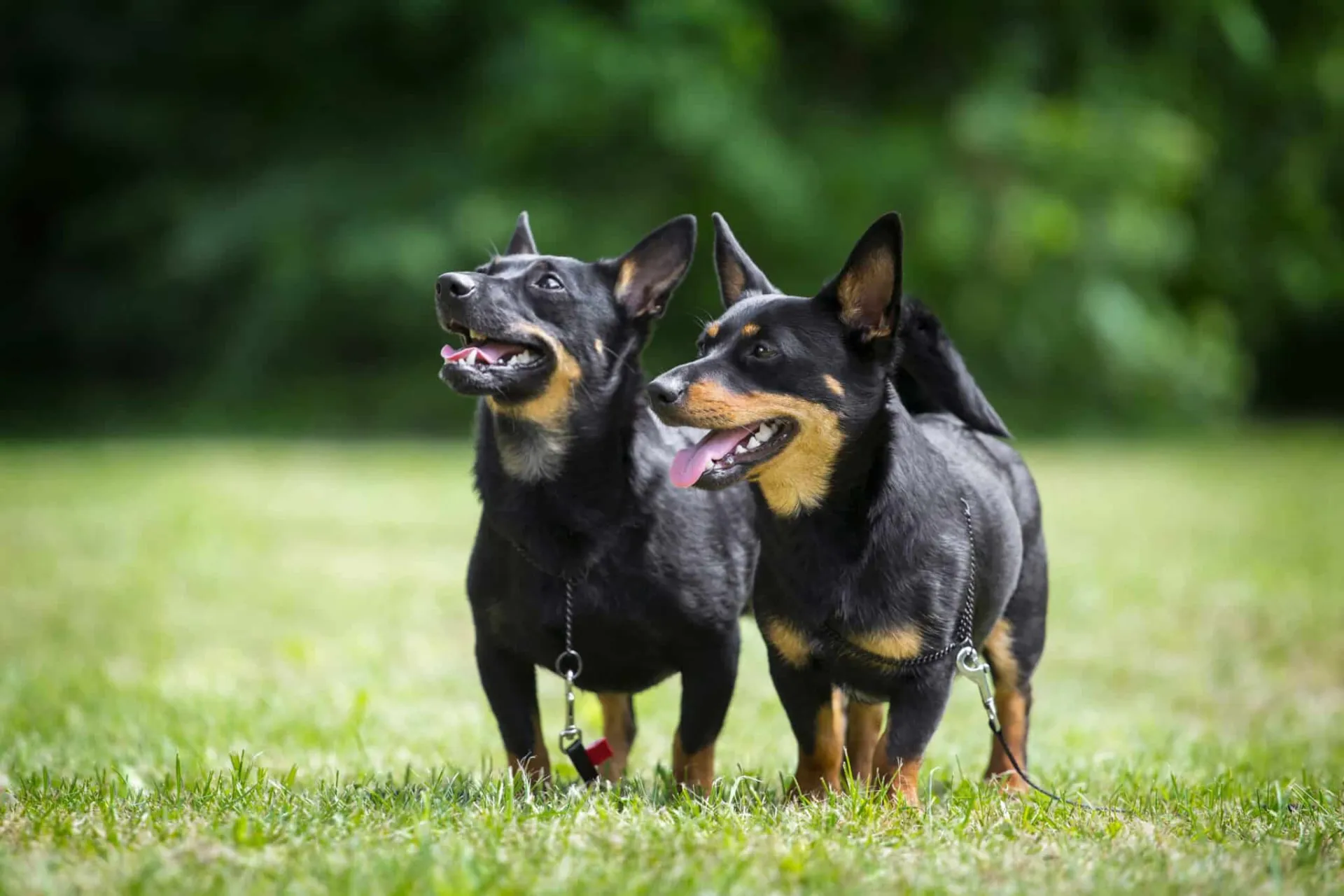 دو سگ خندان از نژاد لنکشر هیلر در چمن