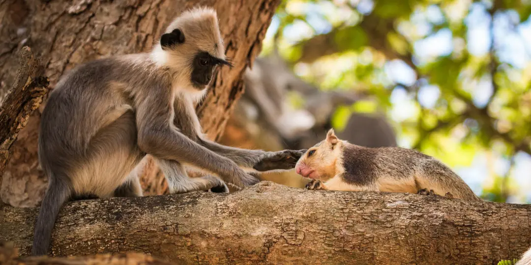 میمون خاکستری (Tufted gray langur) در حال نوازش سنجاب غول‌پیکر (Grizzled giant squirrel) روی شاخه درخت