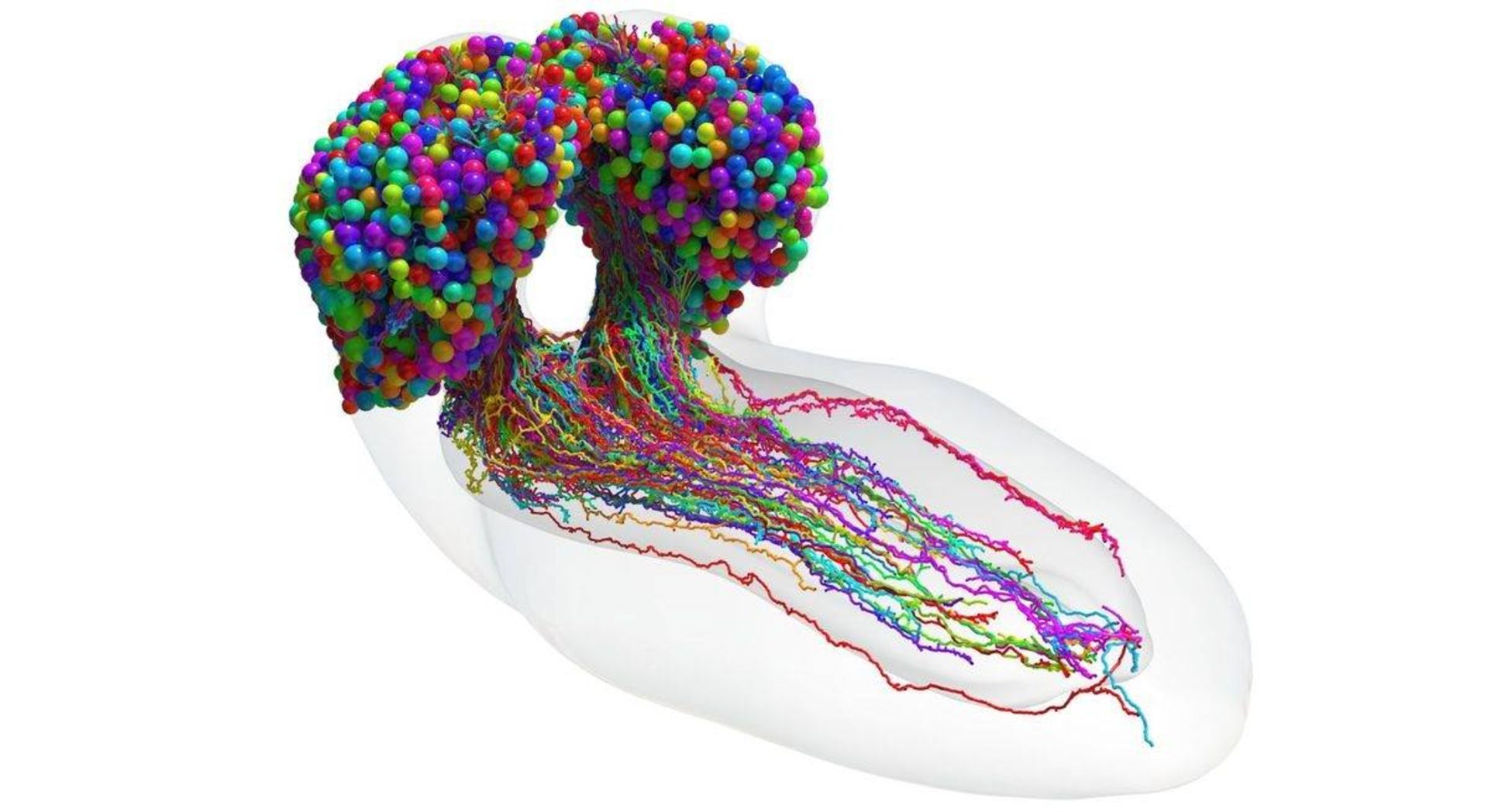 سلولهای مغز لارو مگس