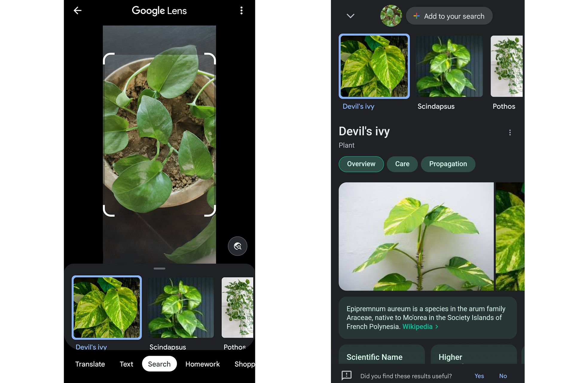 گوگل لنز در حال اسکن گیاهان و نمایش نتیجه