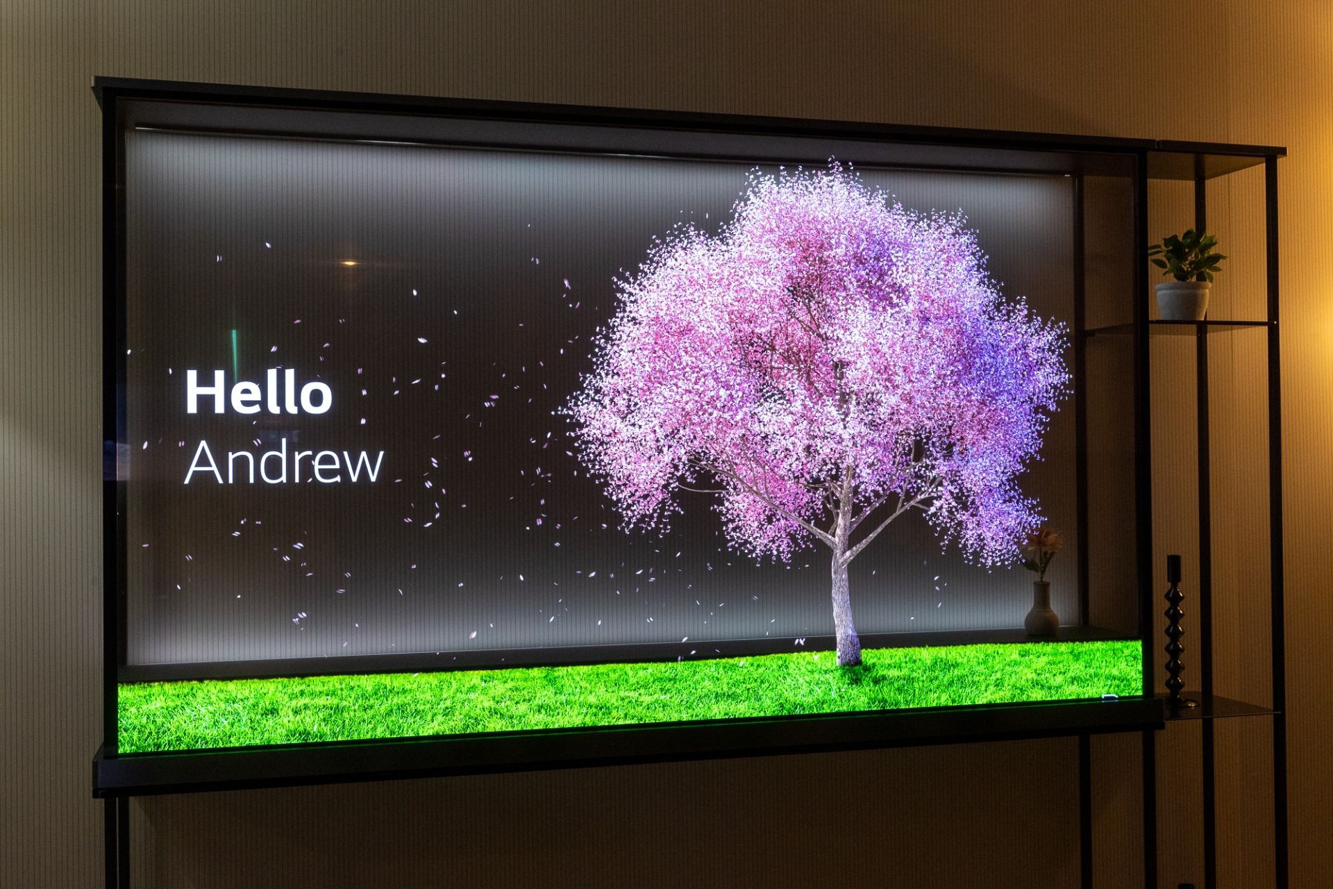 تلویزیون اولد شفاف ال جی در حال نمایش درختی صورتی