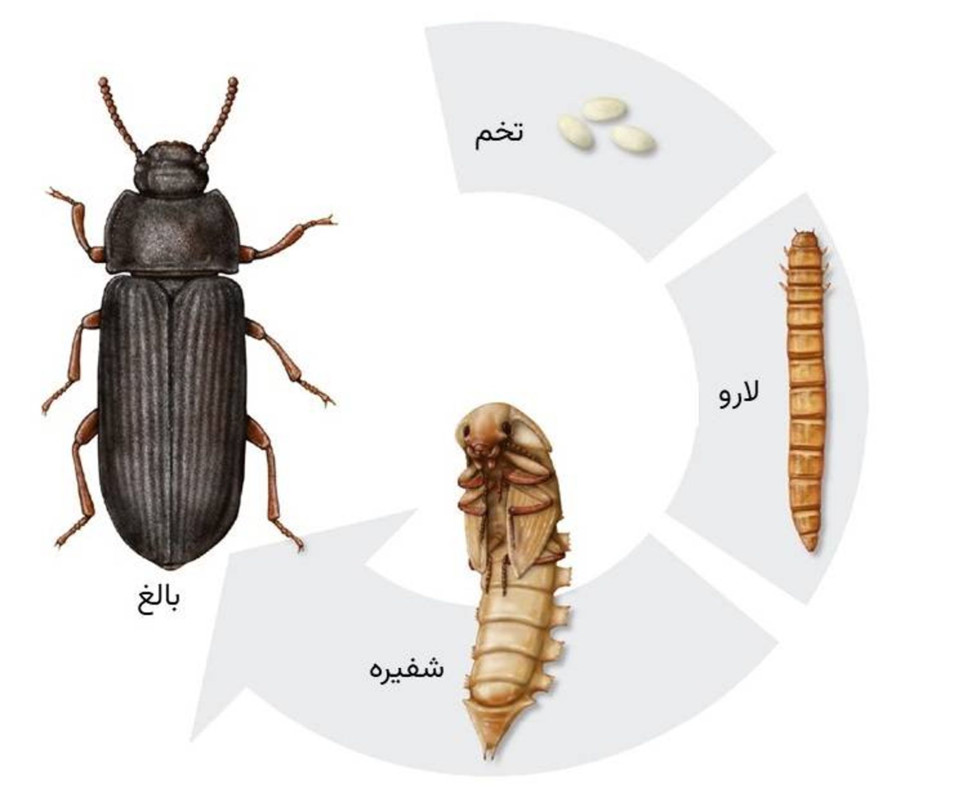 دگردیسی سوسک ها