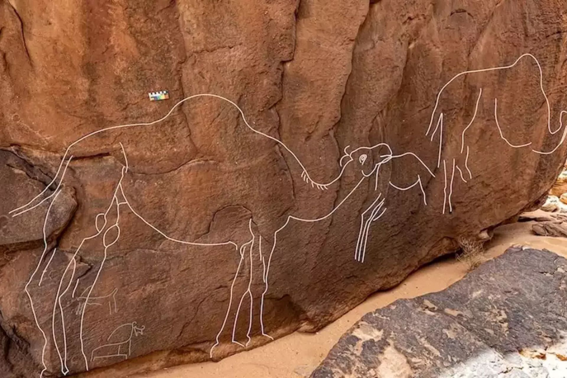 سنگ‌نگاره‌های اسرارآمیز شتر هزاران سال پیش در صحرای عربستان سعودی ساخته شده‌اند. شترها با خطوط سفید مشخص شده‌اند.