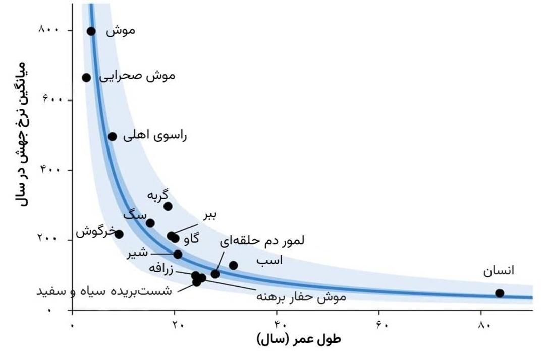ارتباط بین طول عمر و سرعت جهش