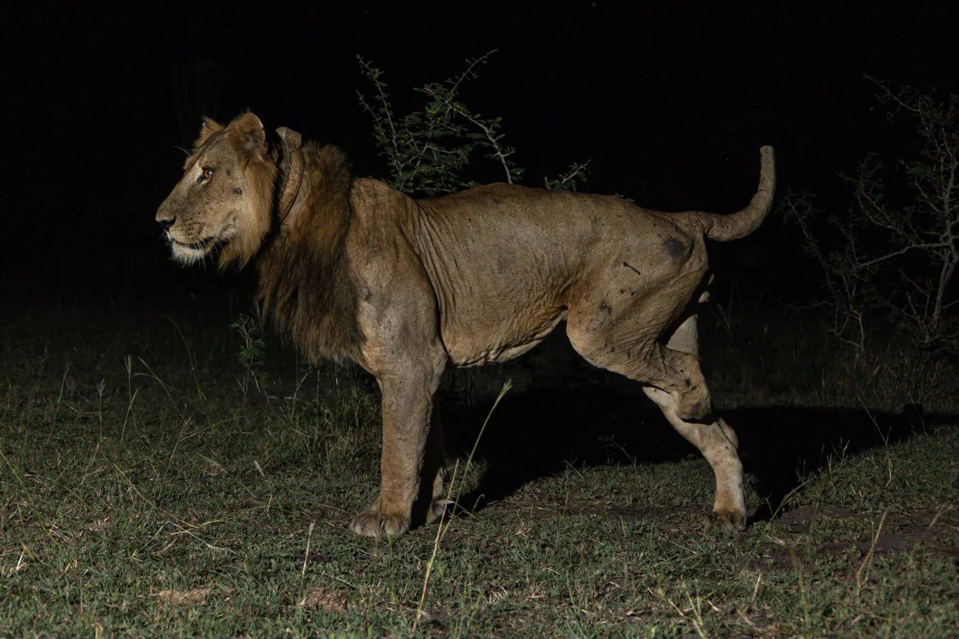 شیر آسیب دیده