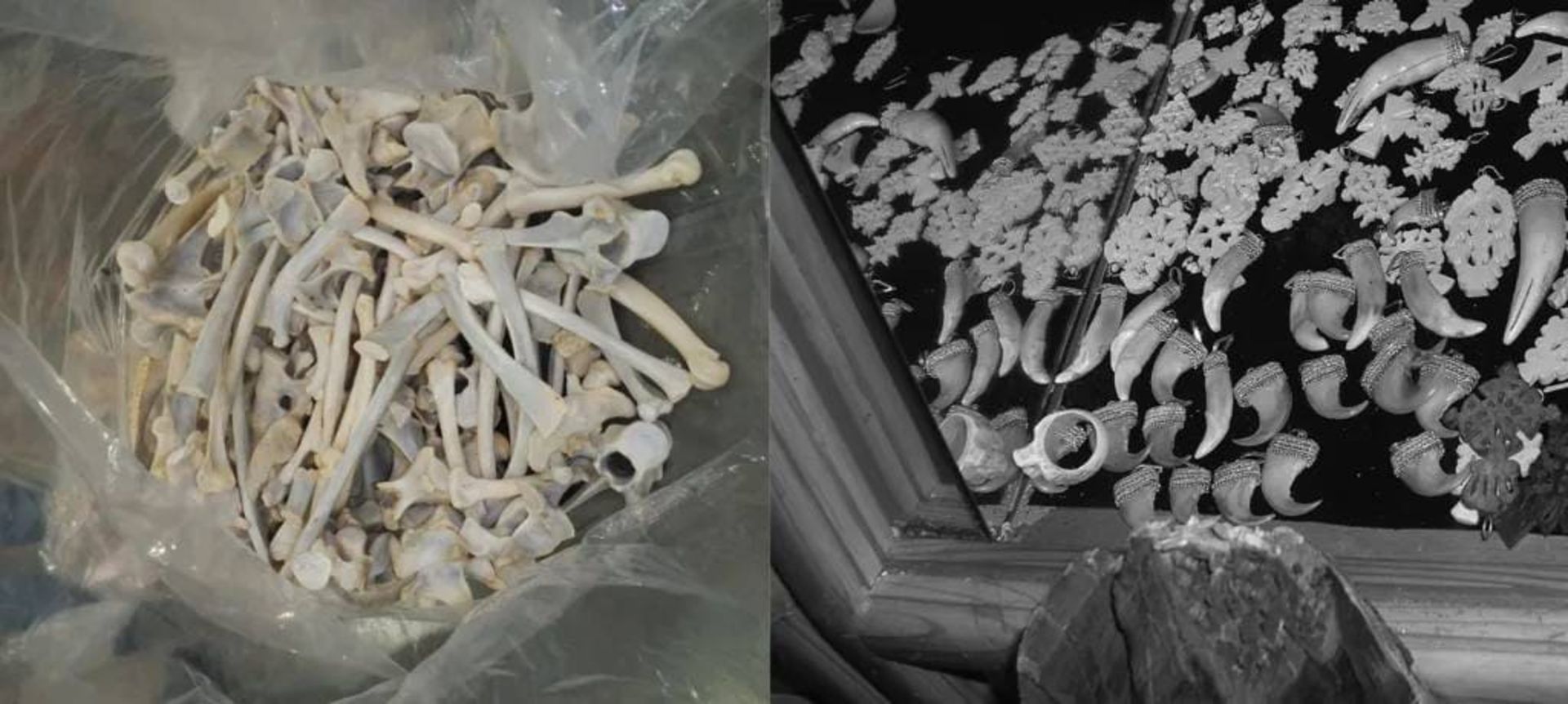 استخوان‌های شیر