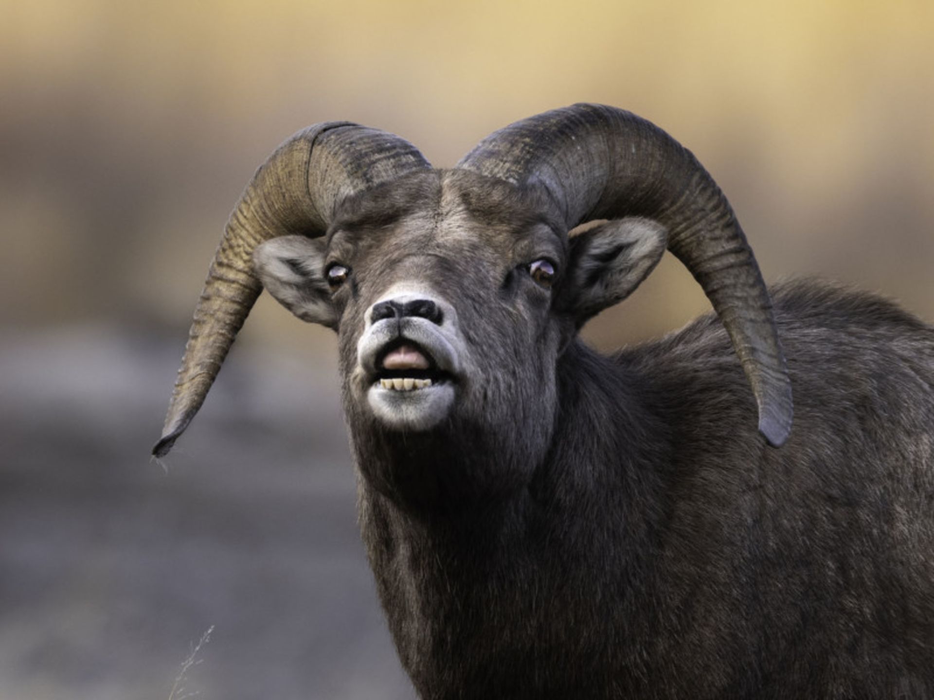 عکاسی حیات وحش