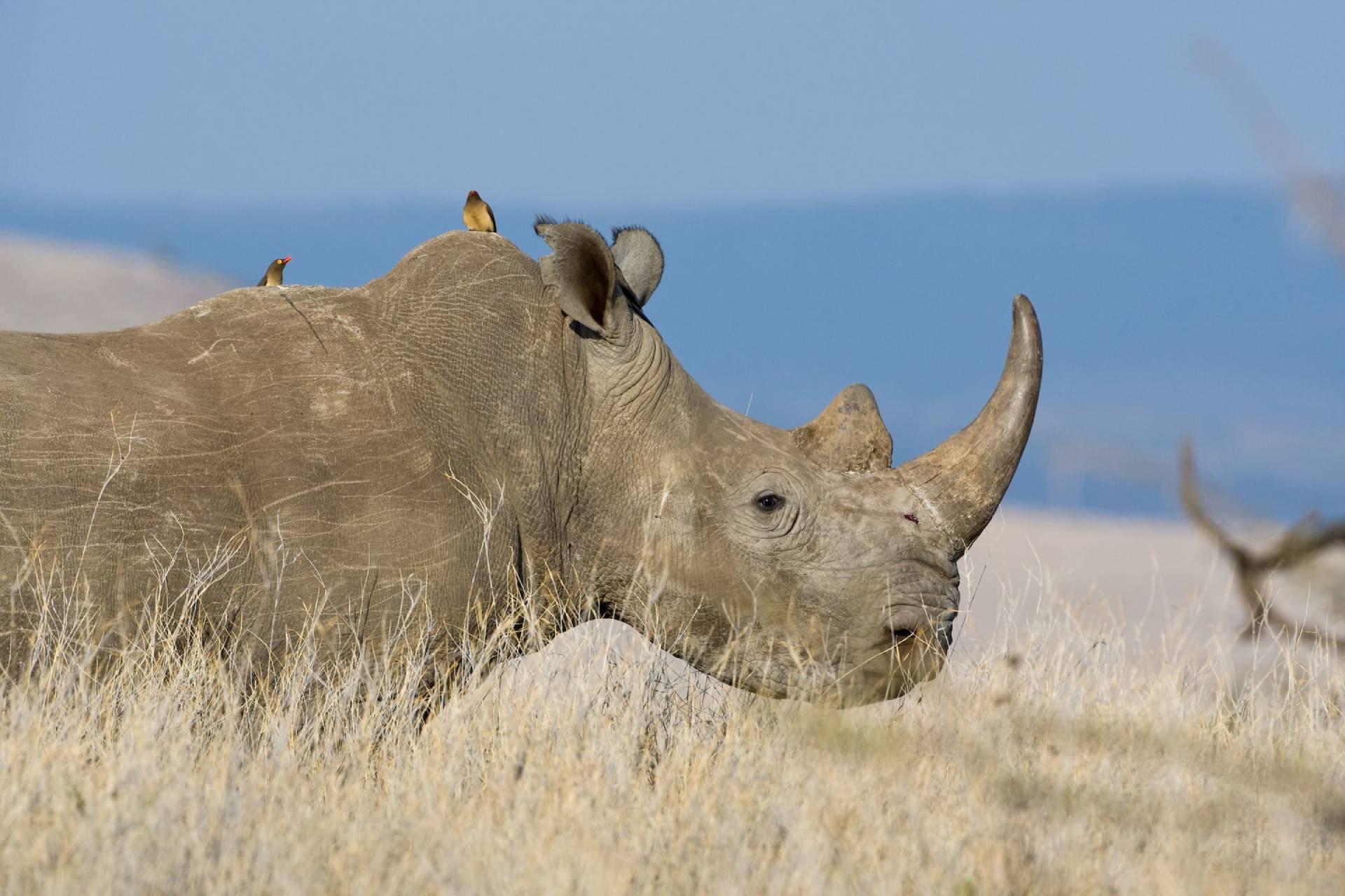 پرنده کنه‌خوار نوک‌قرمز نشسته روی کرگدن