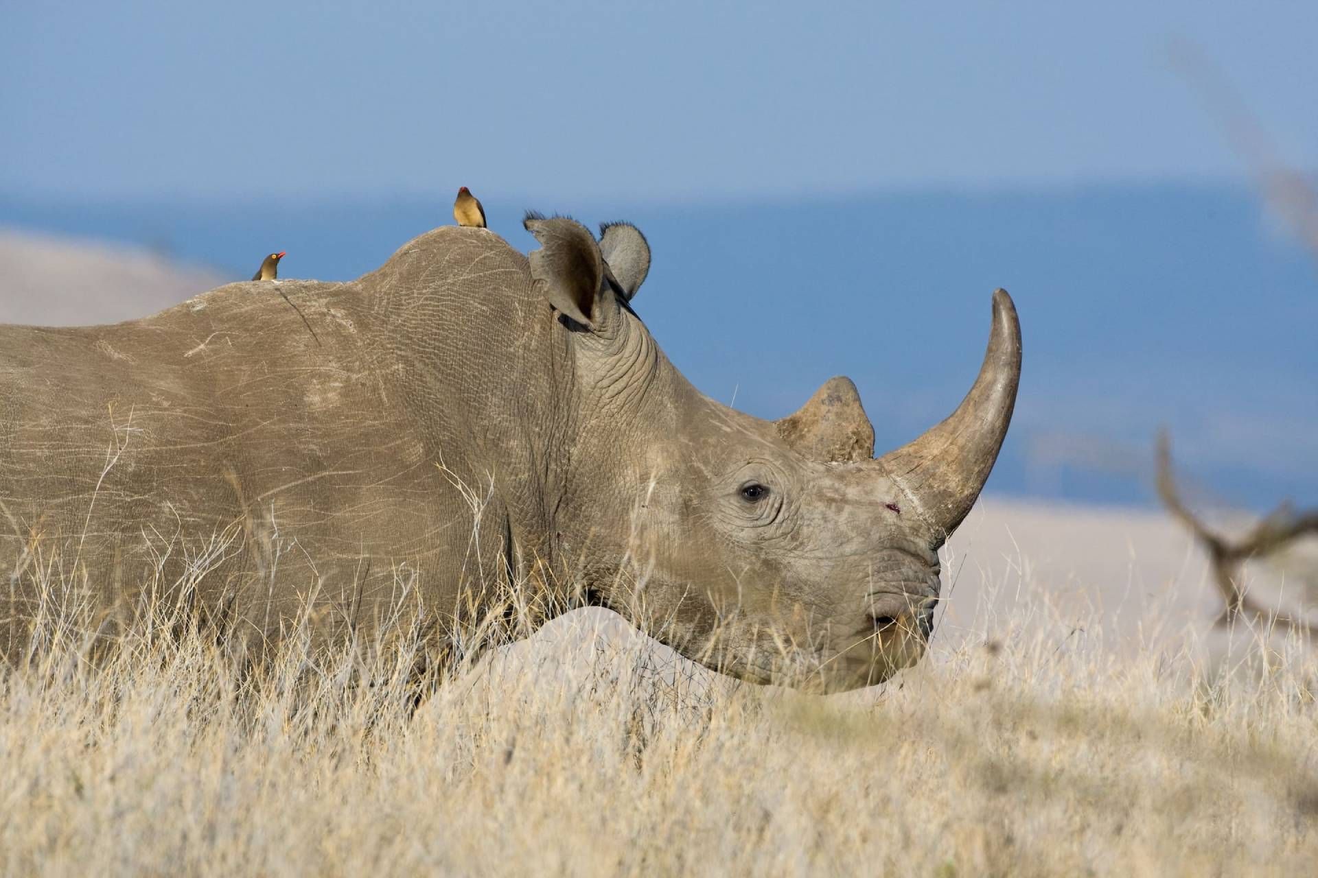 پرنده کنه‌خوار نوک‌قرمز نشسته روی کرگدن