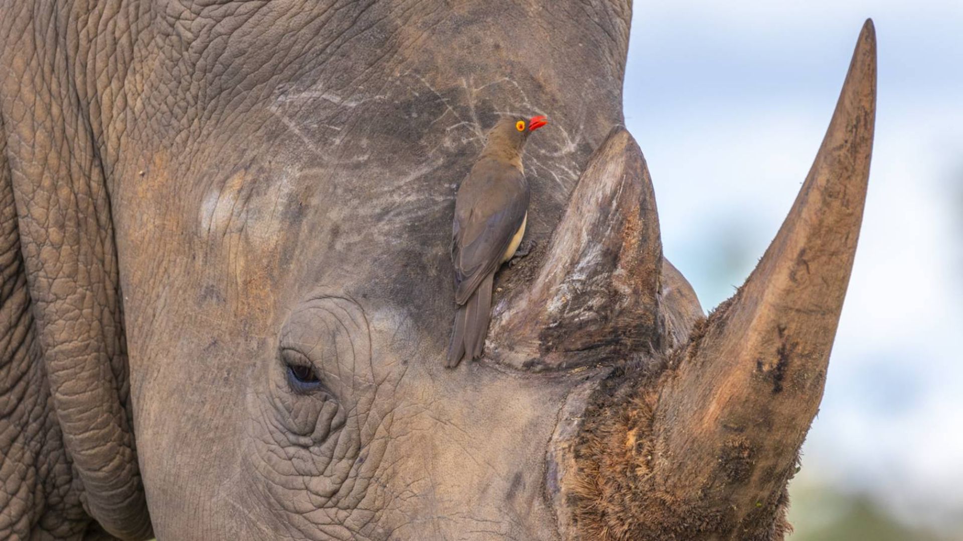 نمای نزدیک پرنده کنه‌خوار نوک‌قرمز نشسته روی کرگدن