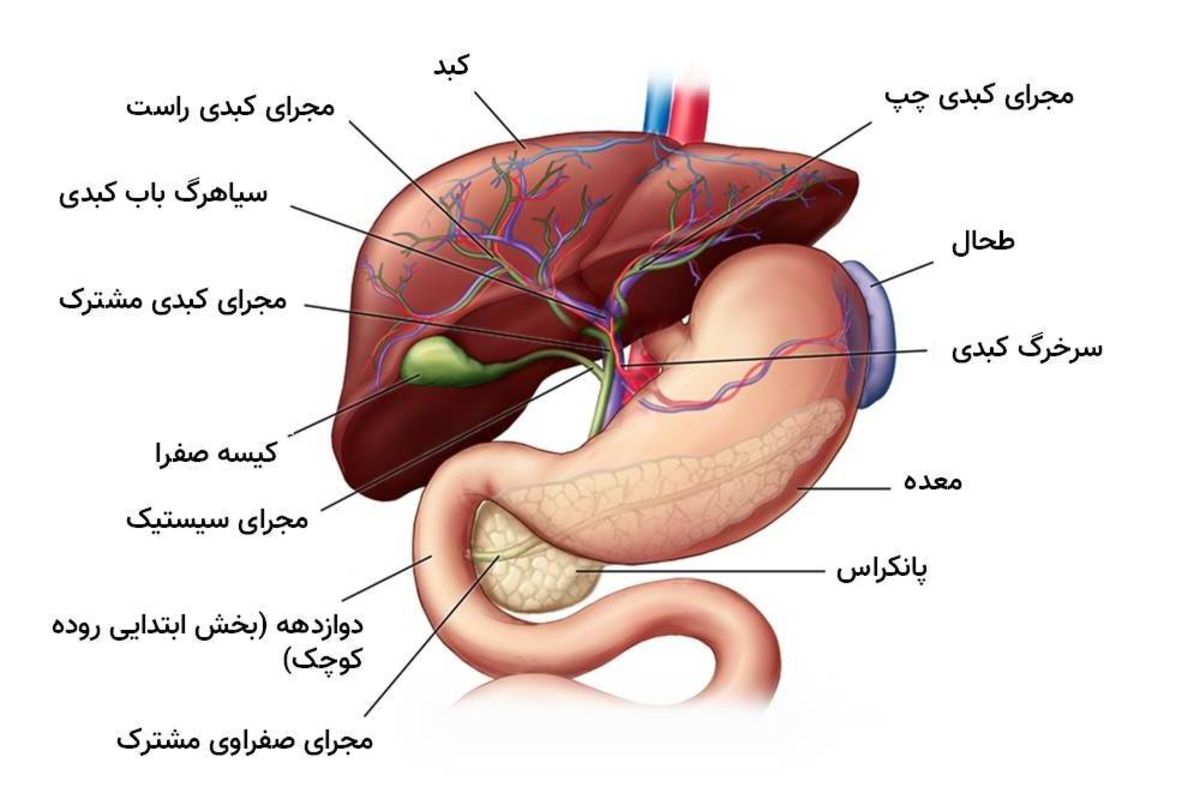 آناتومی کبد