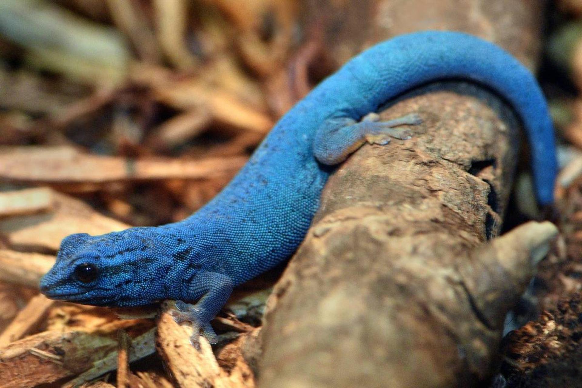 مارمولک آبی رنگ