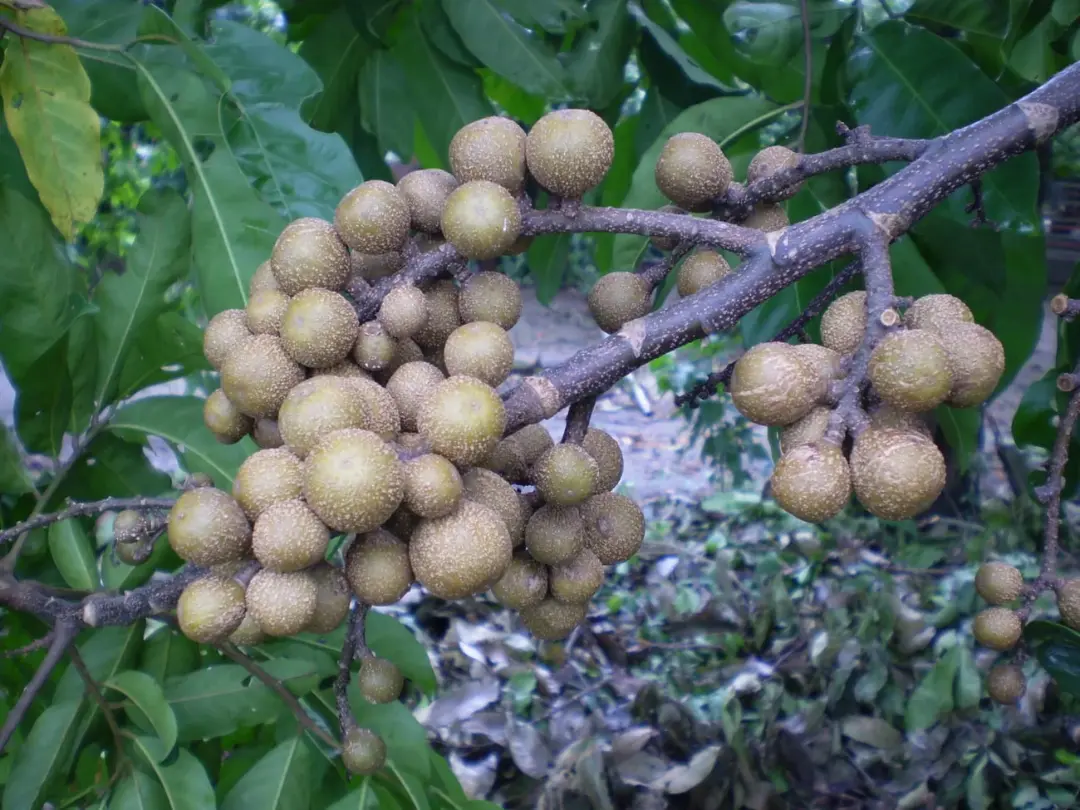  اوبلی میوه‌ای بومی غرب آفریقا 