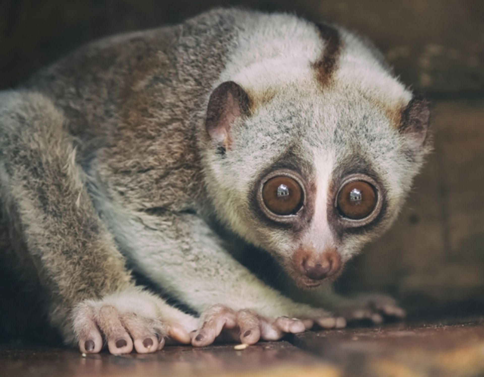 چشم‌گرد تنبل