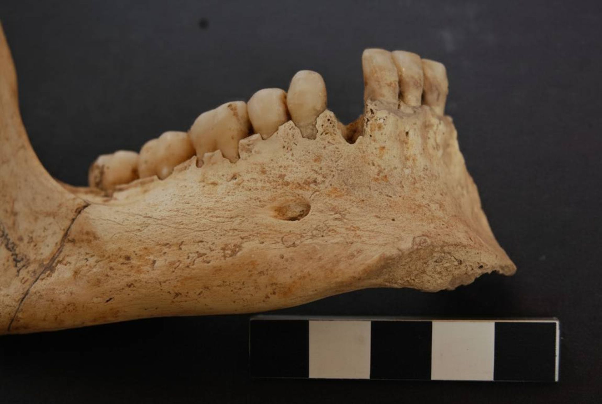 فک پایینی جمجمه باستانی اسپانیا
