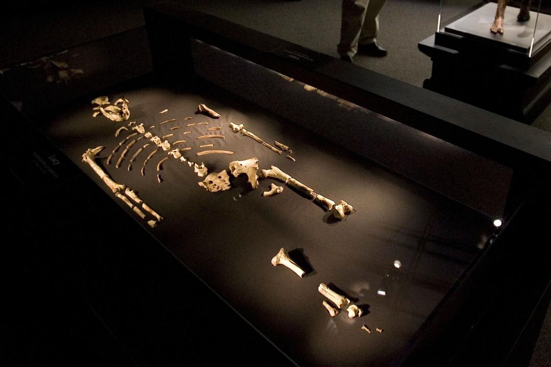اسکلت ۳٫۲ میلیون ساله لوسی مشهورترین فسیل جهان
