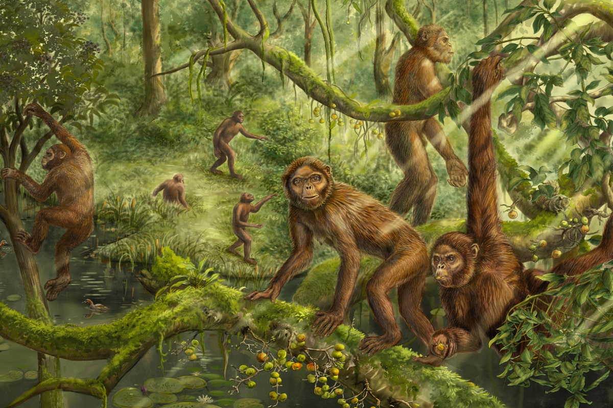 گوش میمون ۶ میلیون ساله، راز راست‌قامتی انسان را فاش می‌کند
