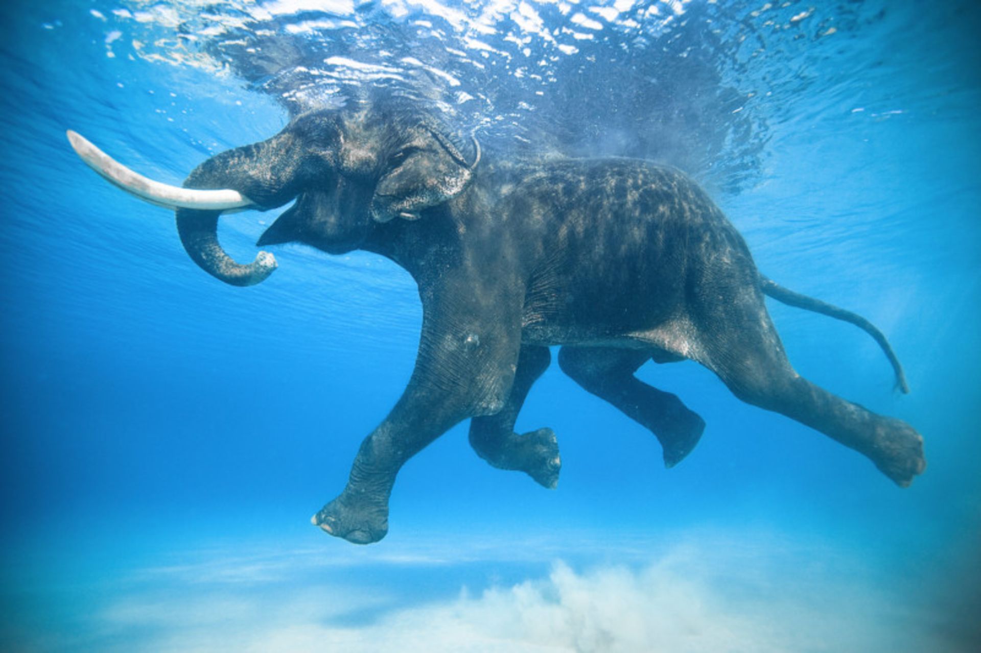  فیل آسیایی زیر آب