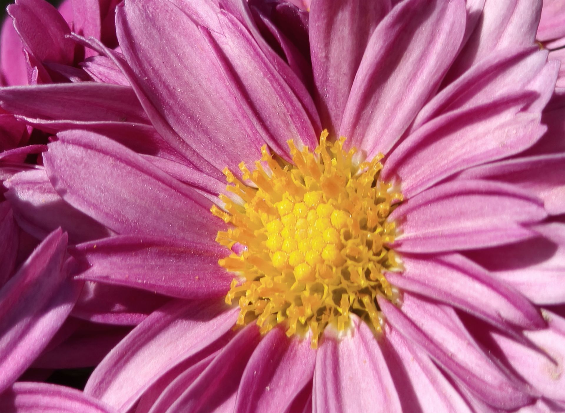 نمای نزدیک از یک گل صورتی با مرکز زرد