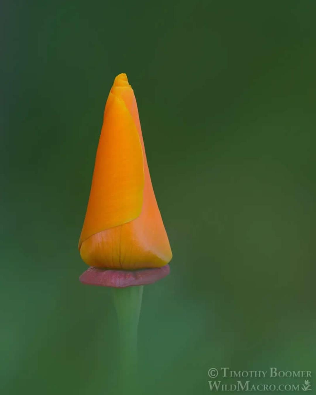 تصویر ماکرو از قارچ‌